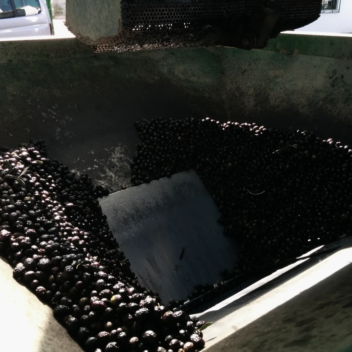 Aceituna recién recogida en la tolva de la almazara