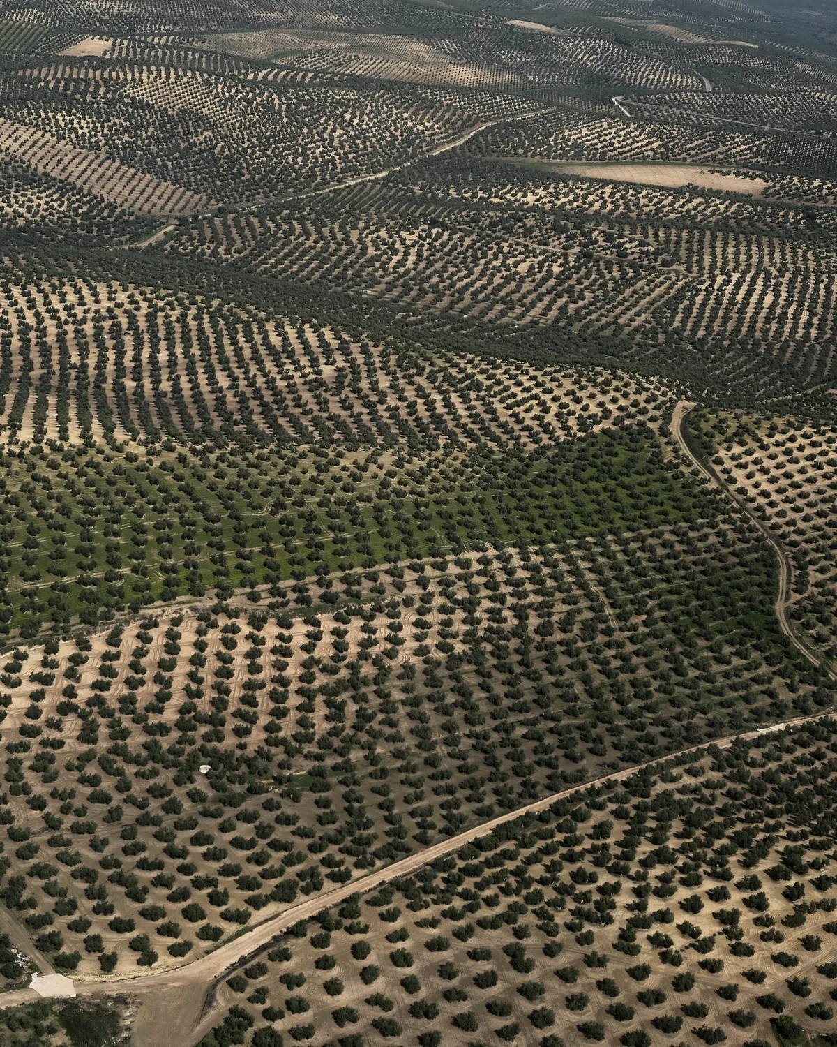 Vista aérea de un mar de olivos en Andalucía